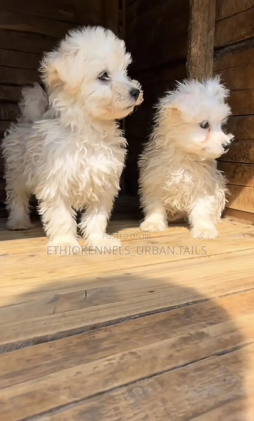 1-3 months Male Purebred Maltese