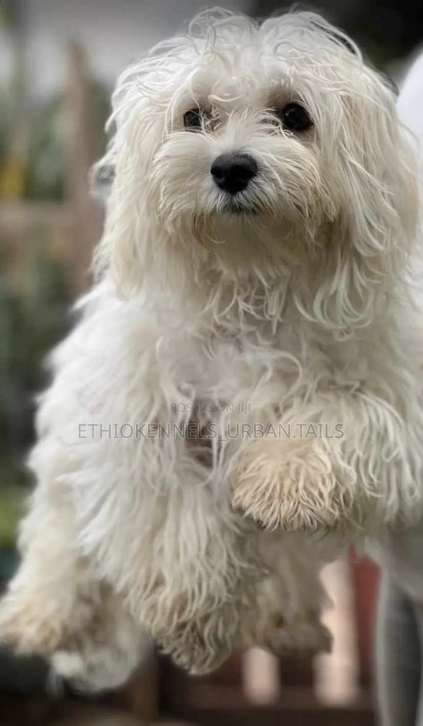 1-3 months Male Purebred Maltese