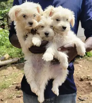 Photo - 1-3 months Female Purebred Maltese