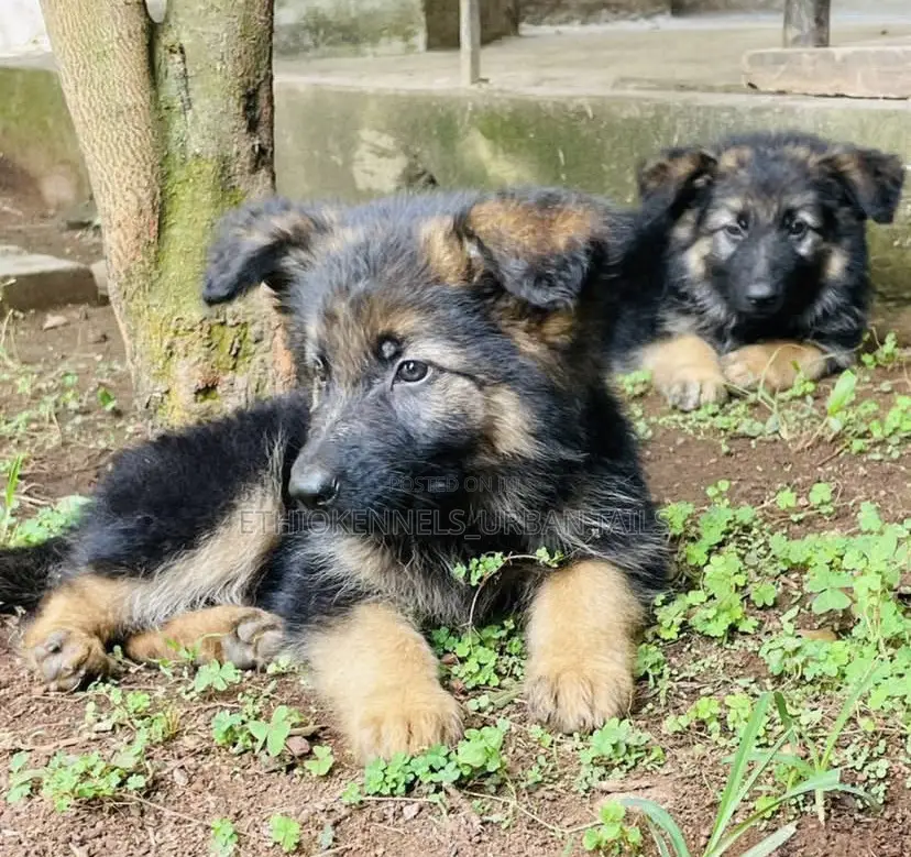 1-3 months Male Purebred German Shepherd