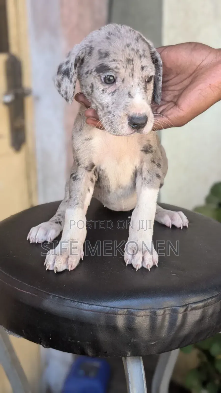 1-3 months Male Purebred Great Dane