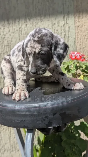 1-3 months Male Purebred Great Dane