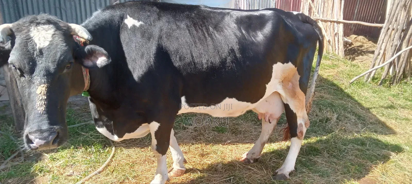 2 Lamoch, 8 Months Irguz, 1 Lam 300,000 Sihon. Tijjaw 20,000