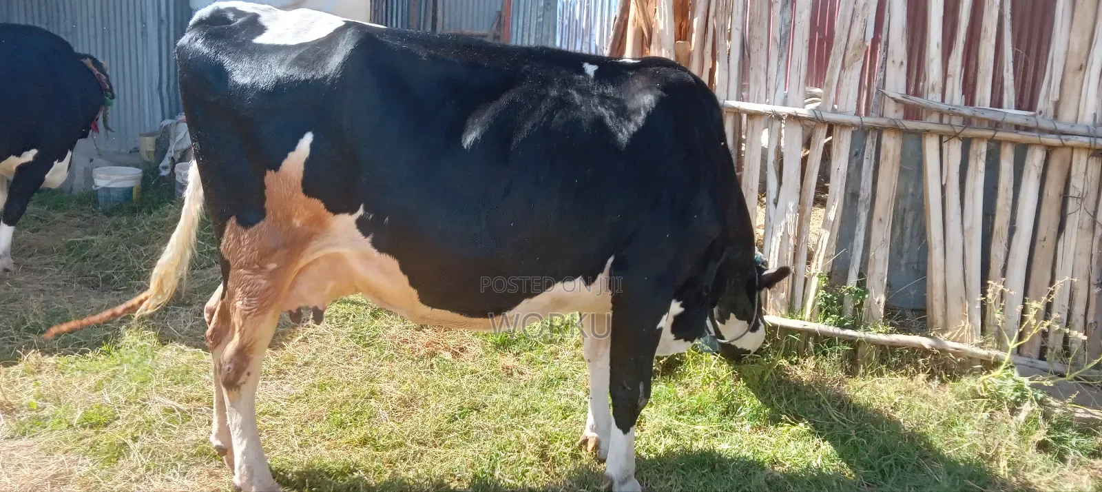 2 Lamoch, 8 Months Irguz, 1 Lam 300,000 Sihon. Tijjaw 20,000