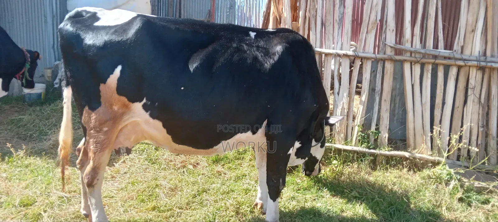 2 Lamoch, 8 Months Irguz, 1 Lam 300,000 Sihon. Tijjaw 20,000