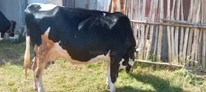 2 Lamoch, 8 Months Irguz, 1 Lam 300,000 Sihon. Tijjaw 20,000