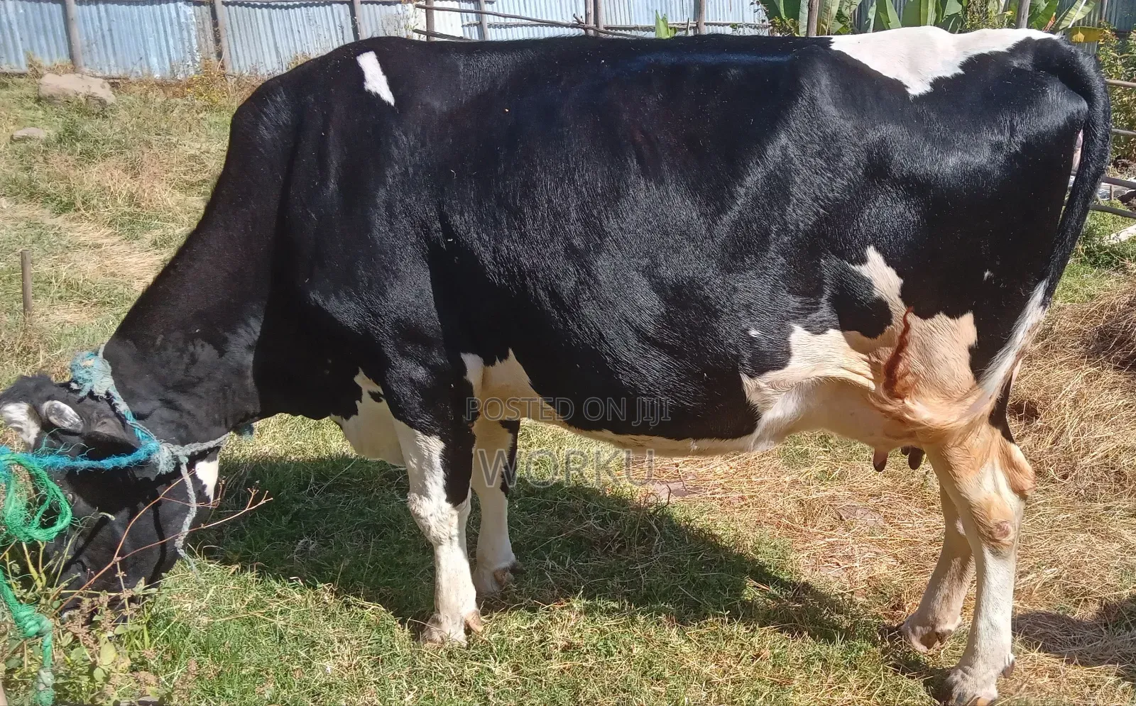 2 Lamoch, 8 Months Irguz, 1 Lam 300,000 Sihon. Tijjaw 20,000