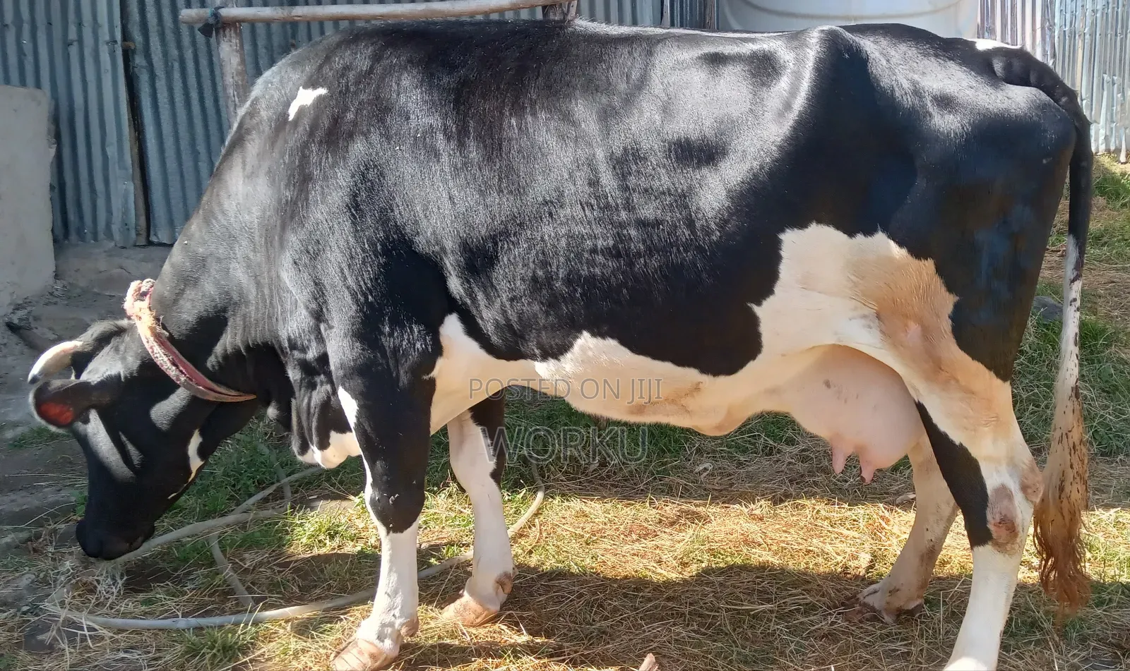 2 Lamoch, 8 Months Irguz, 1 Lam 300,000 Sihon. Tijjaw 20,000