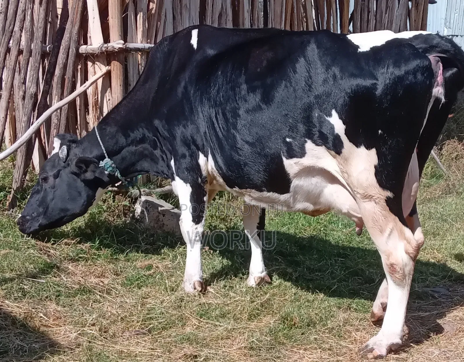 2 Lamoch, 8 Months Irguz, 1 Lam 300,000 Sihon. Tijjaw 20,000