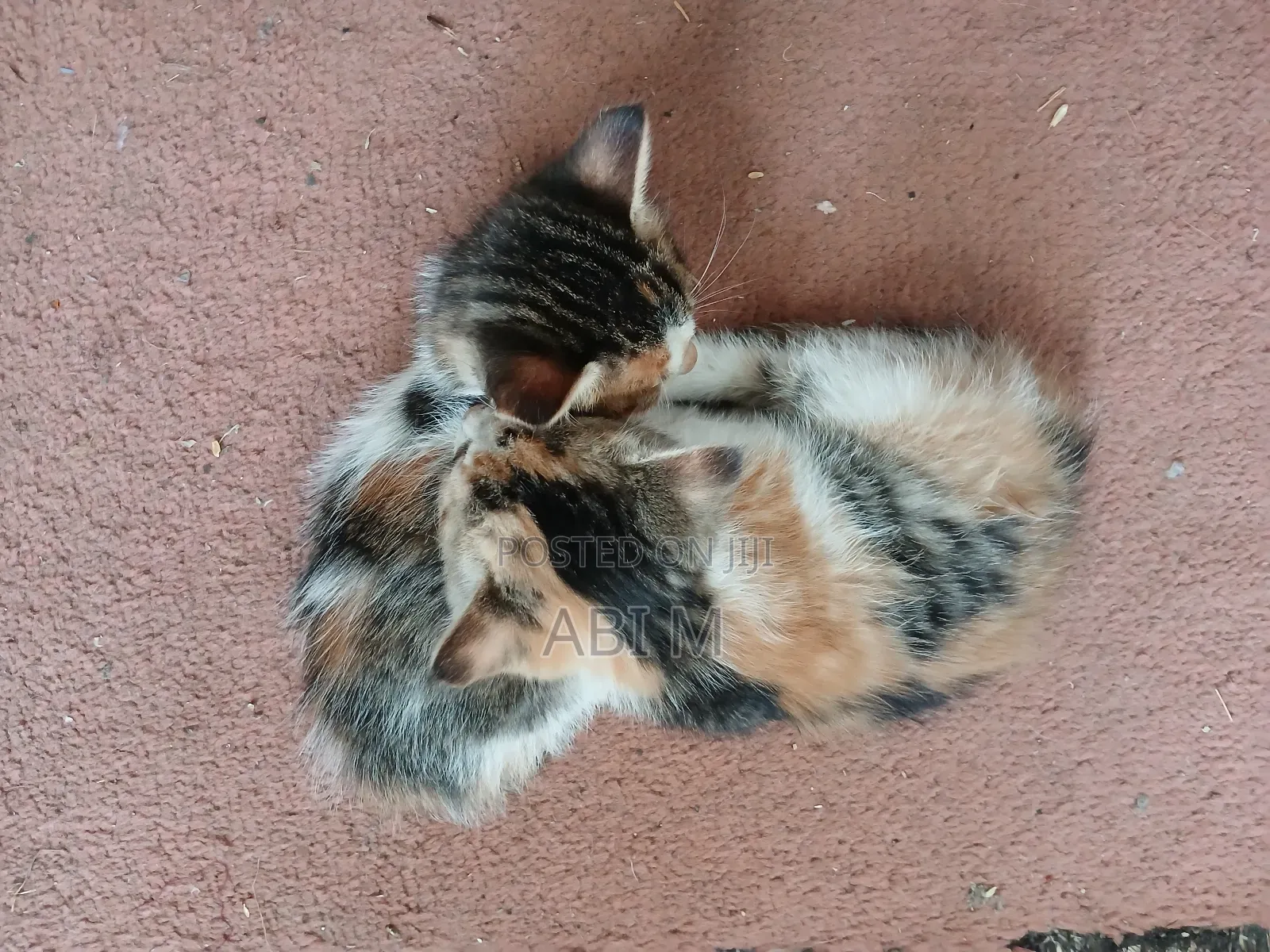 0-1 month Male Mixed Breed Abyssinian