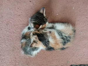 0-1 month Male Mixed Breed Abyssinian