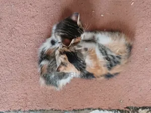 0-1 month Male Mixed Breed Abyssinian