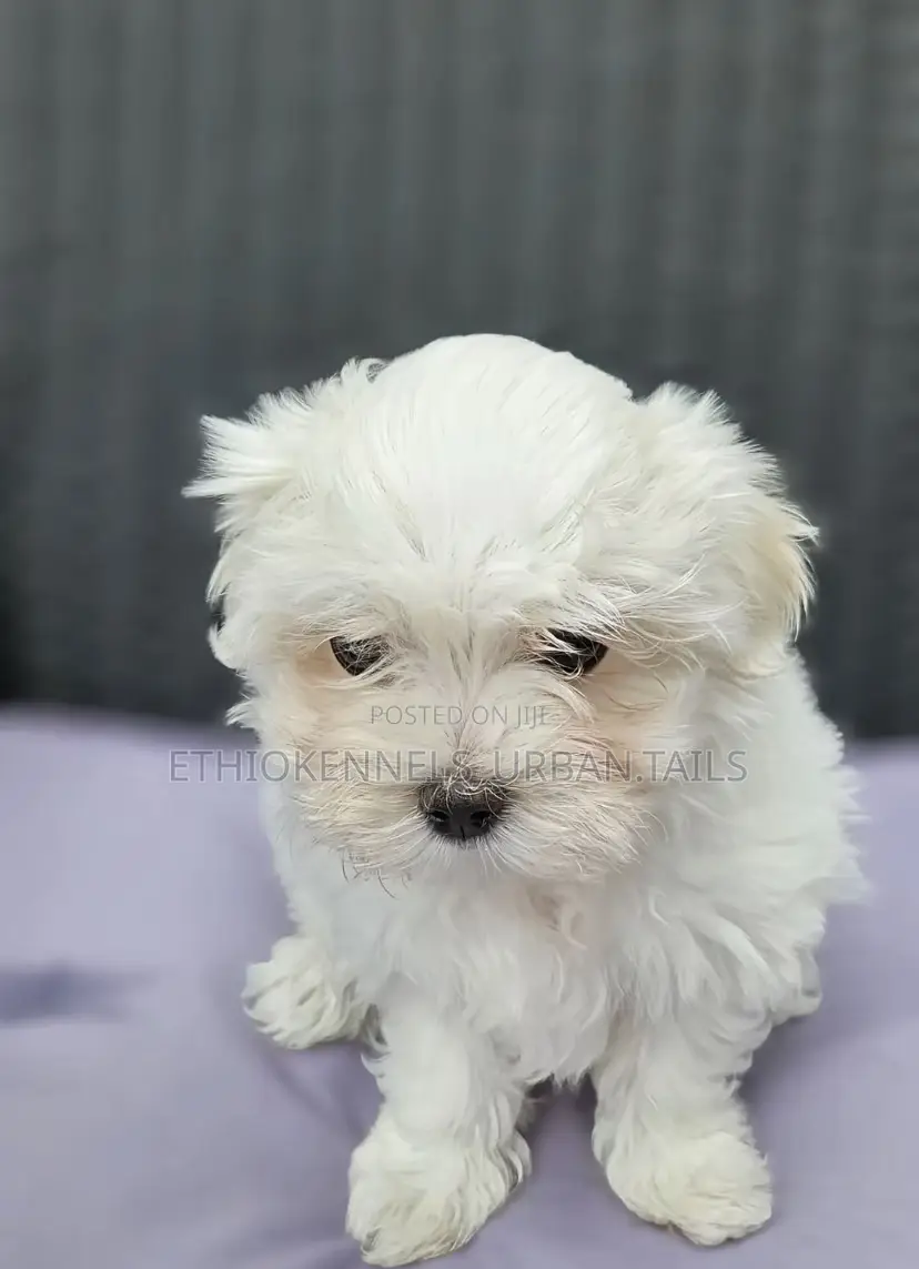 1-3 months Male Purebred Maltese