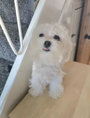 1-3 months Male Purebred Maltese