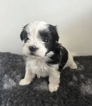 1-3 months Female Purebred Maltese