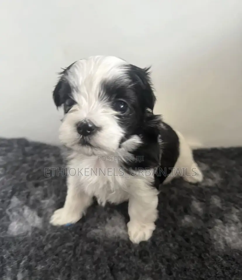 1-3 months Female Purebred Maltese