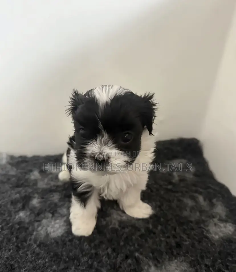 1-3 months Female Purebred Maltese