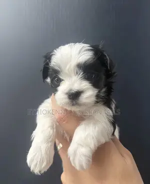 1-3 months Female Purebred Maltese