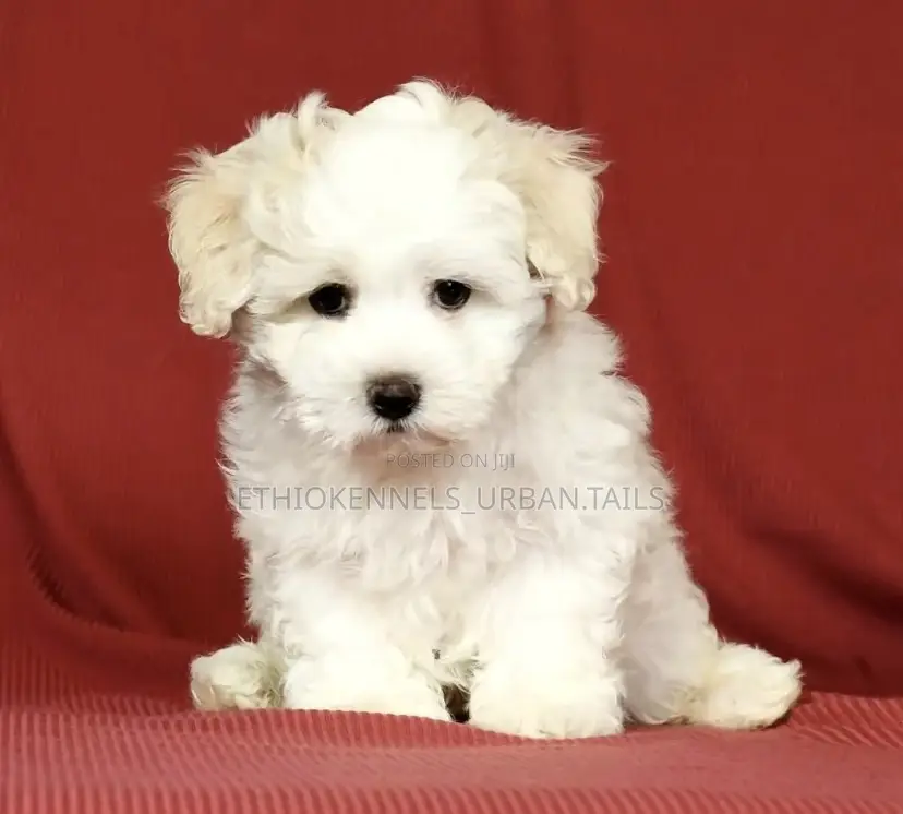 1-3 months Female Purebred Maltese