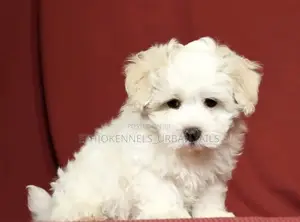 1-3 months Female Purebred Maltese