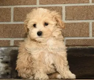 1-3 months Male Purebred Maltese
