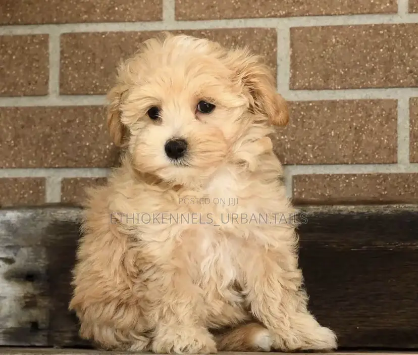 1-3 months Male Purebred Maltese