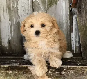 1-3 months Male Purebred Maltese