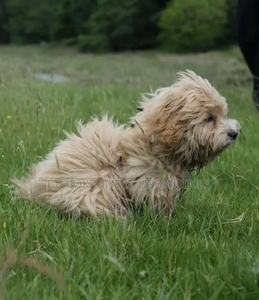 1-3 months Male Purebred Maltese