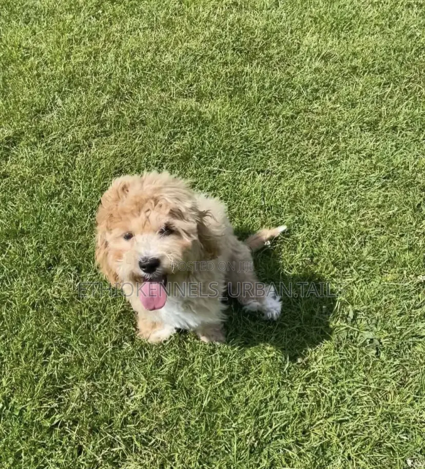 1-3 months Male Purebred Maltese