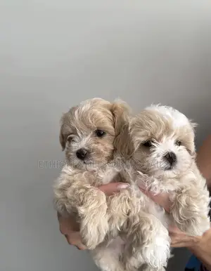 1-3 months Female Purebred Maltese