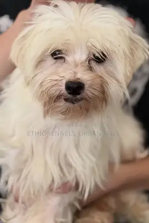 1-3 months Female Purebred Maltese