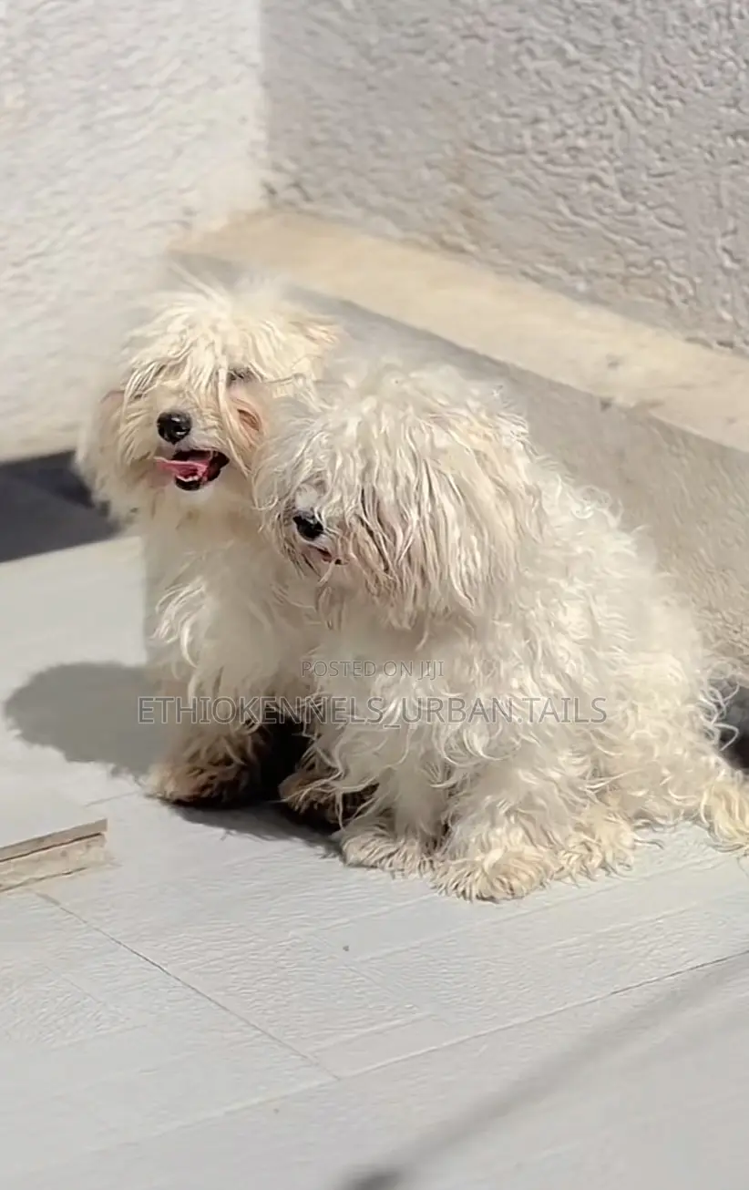 1-3 months Male Purebred Maltese