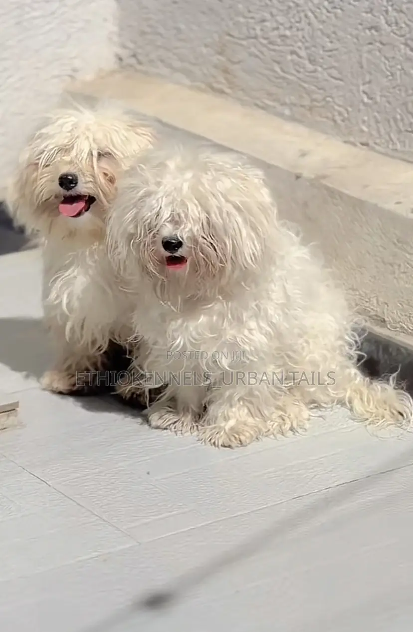 1-3 months Male Purebred Maltese