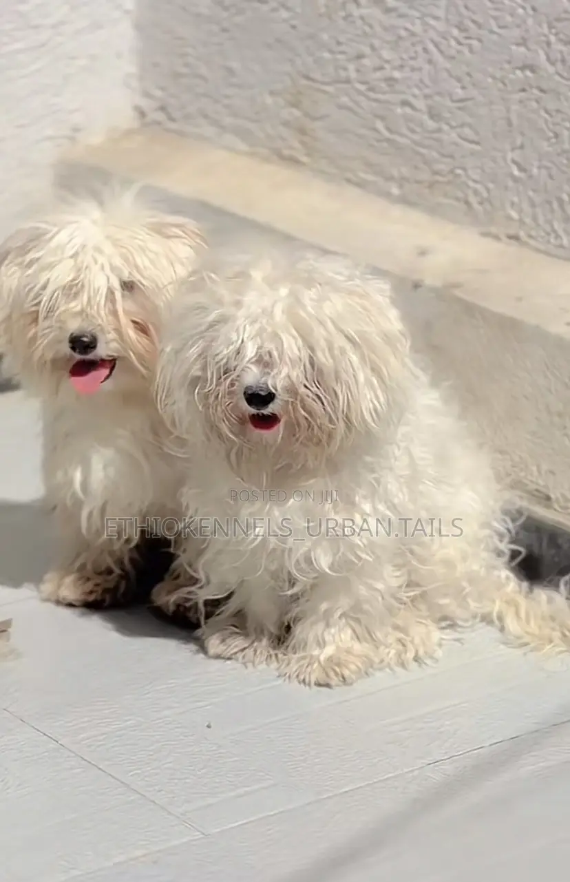 1-3 months Female Purebred Maltese