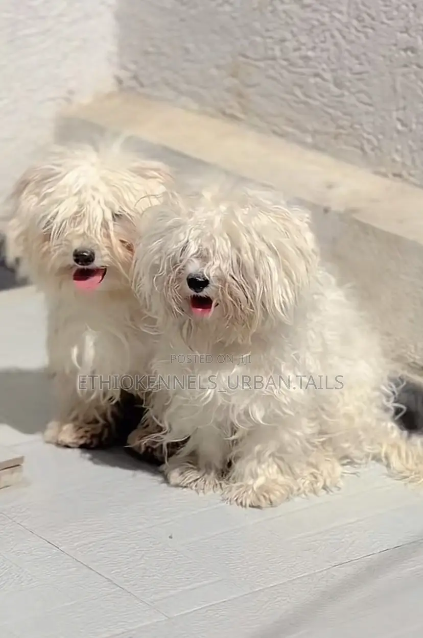 1-3 months Female Purebred Maltese