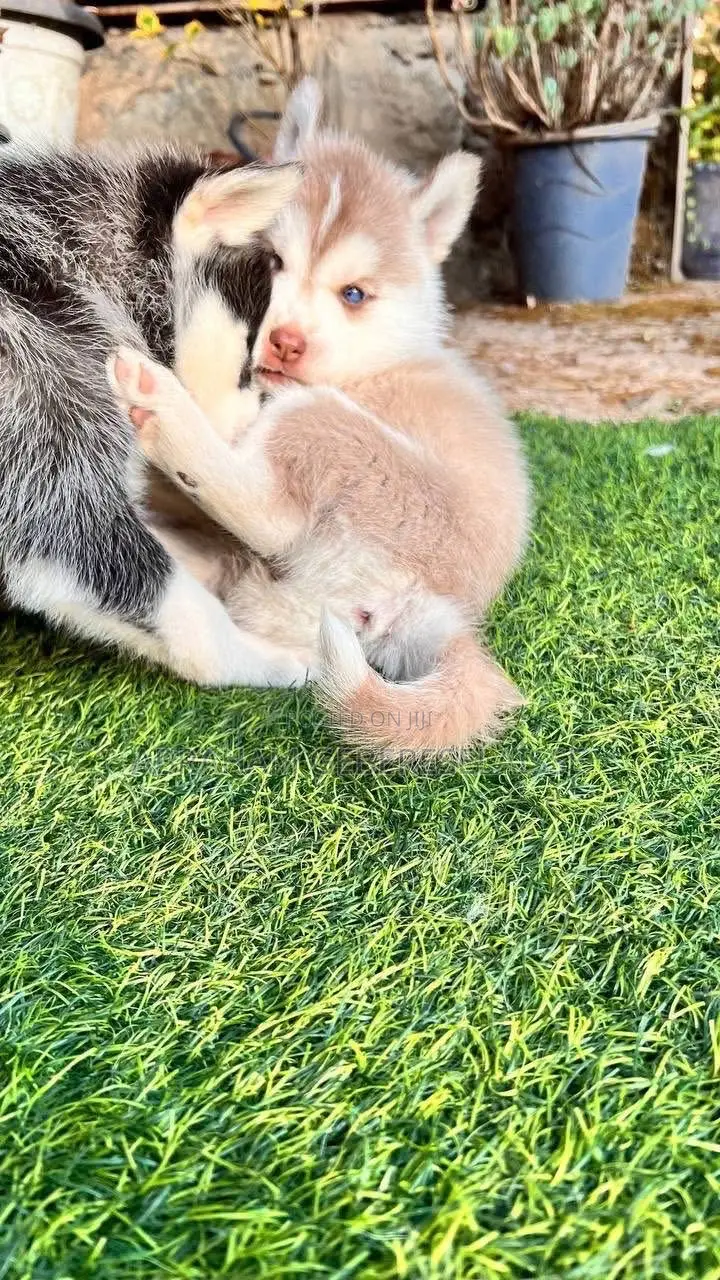 1-3 months Male Purebred Siberian Husky