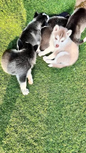 1-3 months Male Purebred Siberian Husky