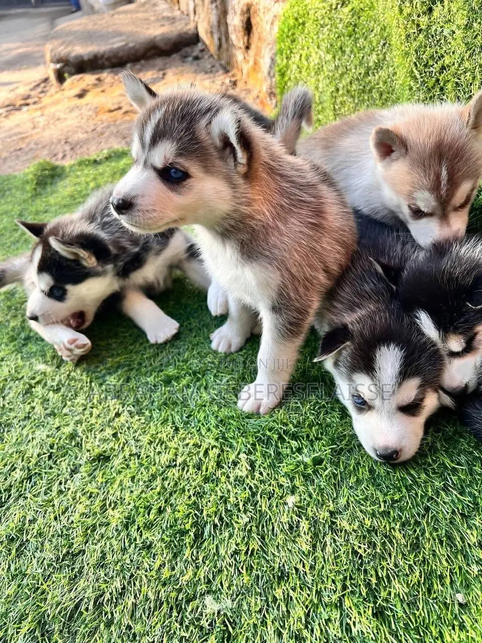 1-3 months Male Purebred Siberian Husky