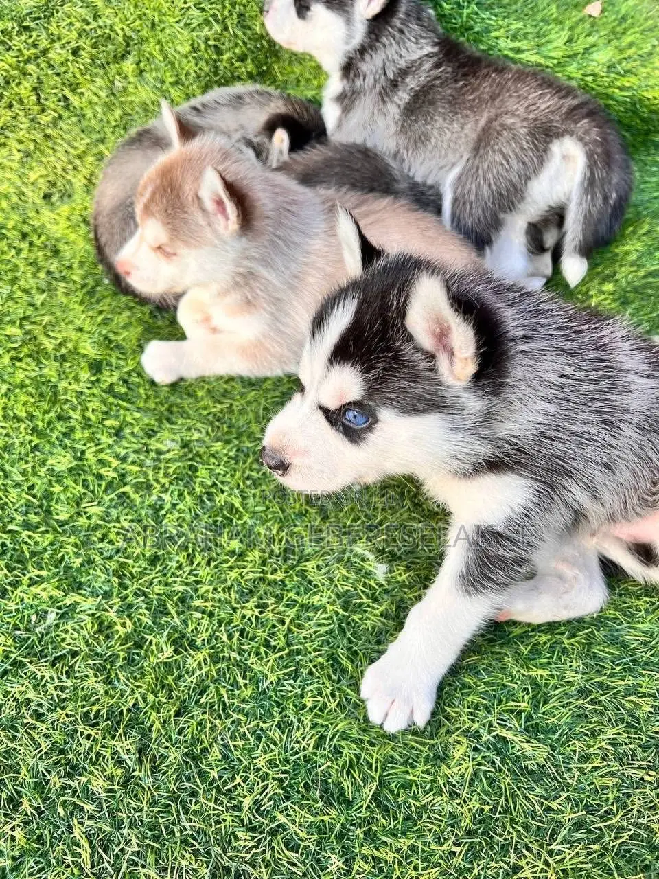 1-3 months Male Purebred Siberian Husky