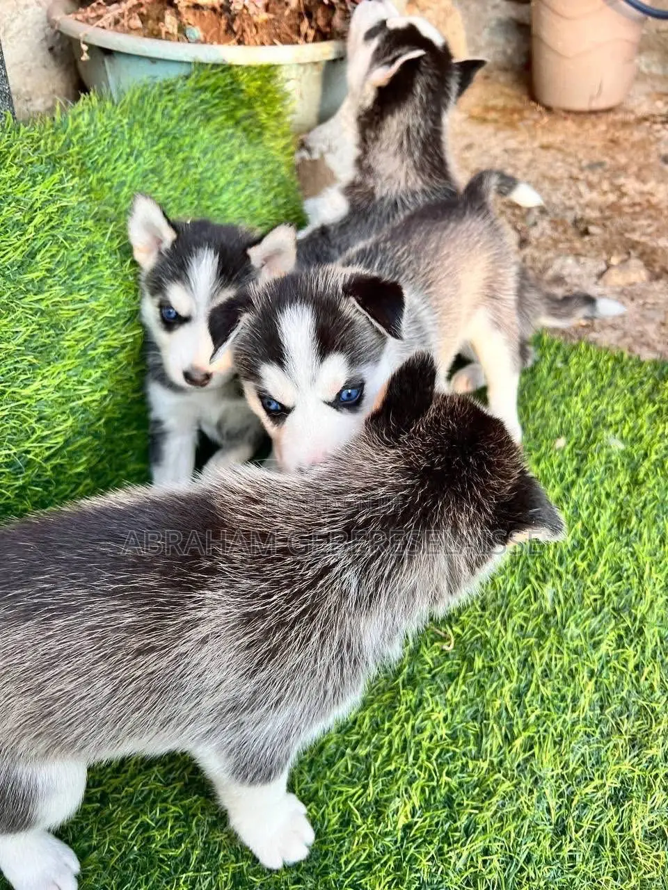 1-3 months Male Purebred Siberian Husky