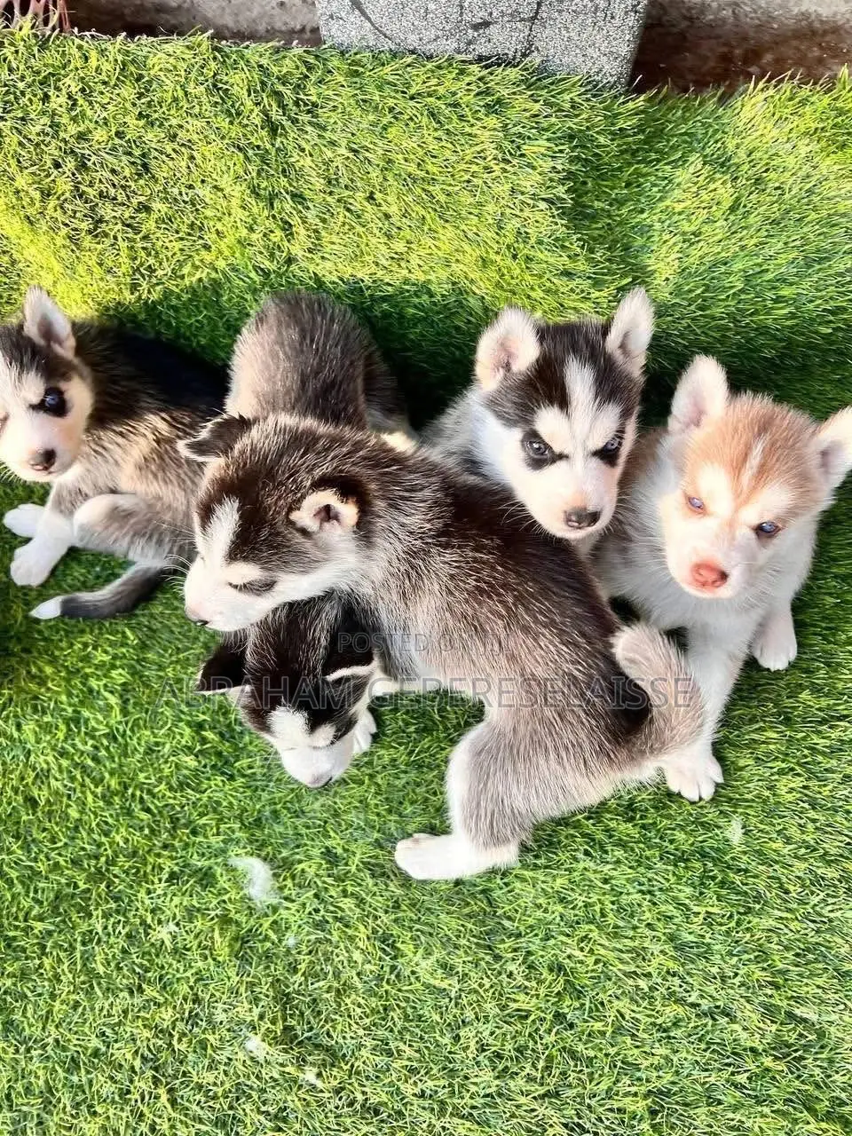 1-3 months Male Purebred Siberian Husky