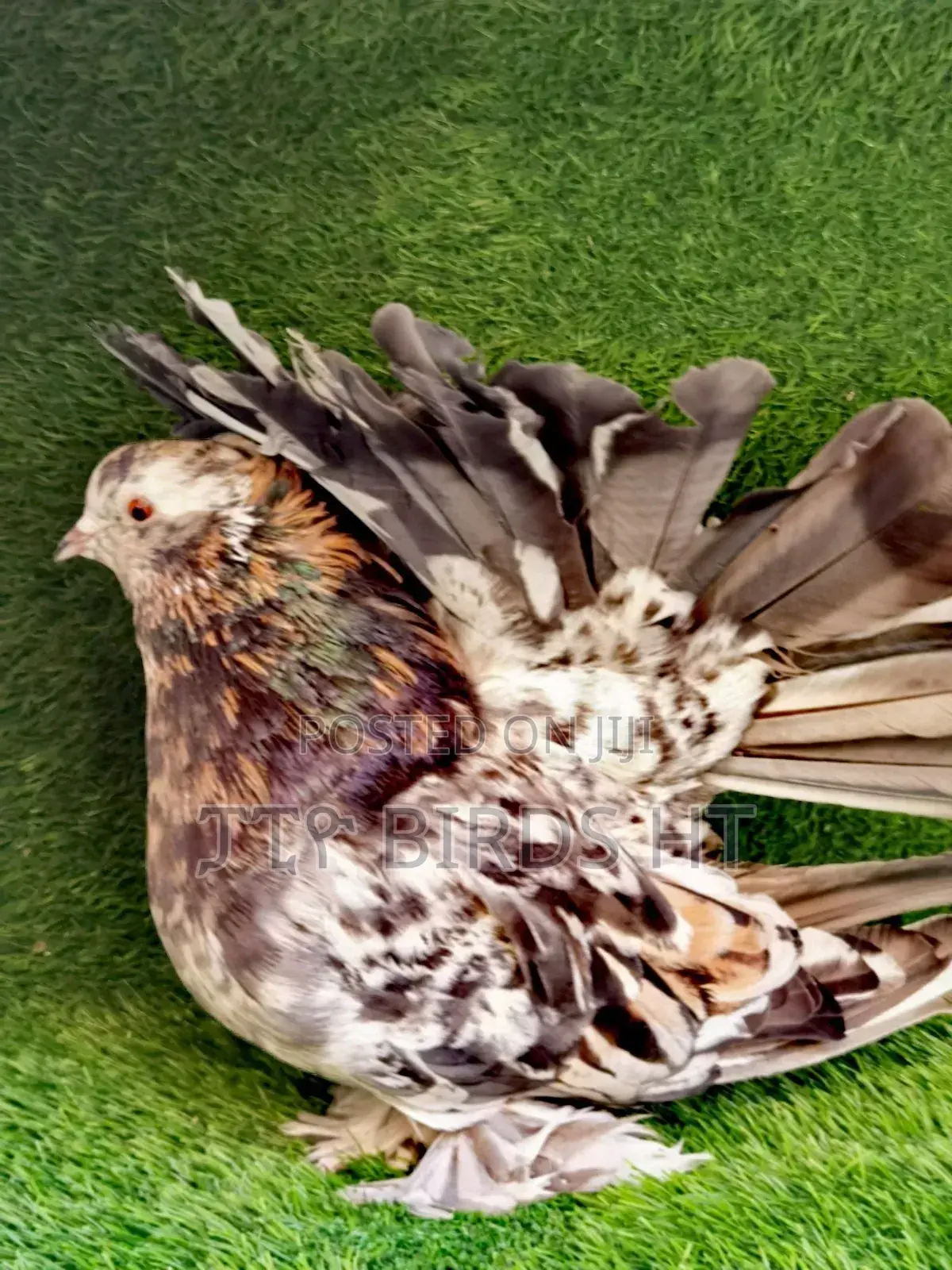 Jumbo Size Almond Indian Fantails