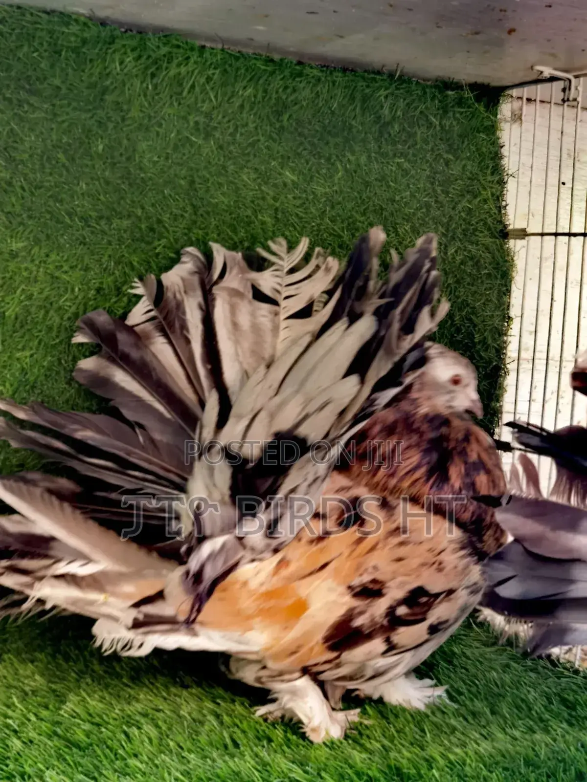 Jumbo Size Almond Indian Fantails