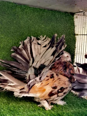 Jumbo Size Almond Indian Fantails