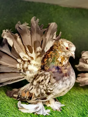 Jumbo Size Almond Indian Fantails