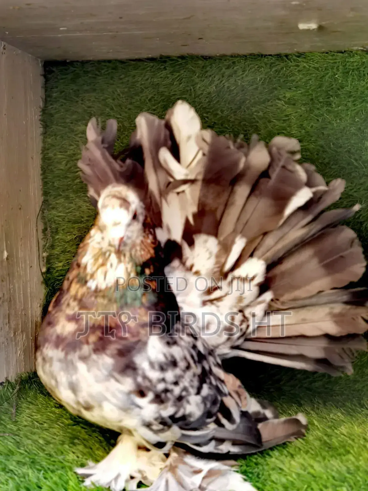 Jumbo Size Almond Indian Fantails