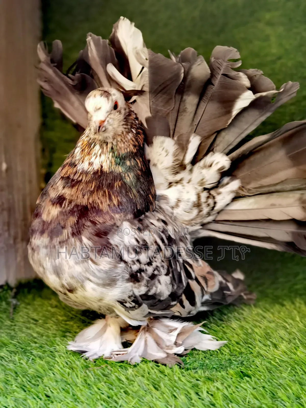 Jumbo Size Almond Indian Fantails