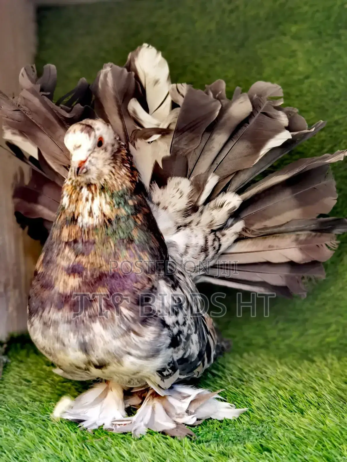 Jumbo Size Almond Indian Fantails