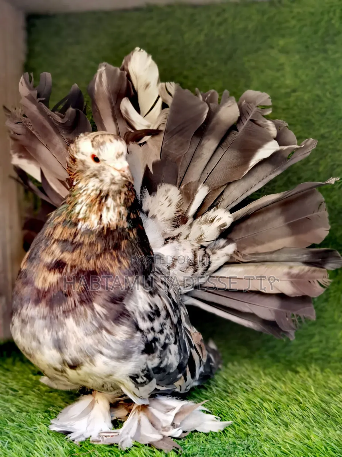 Jumbo Size Almond Indian Fantails