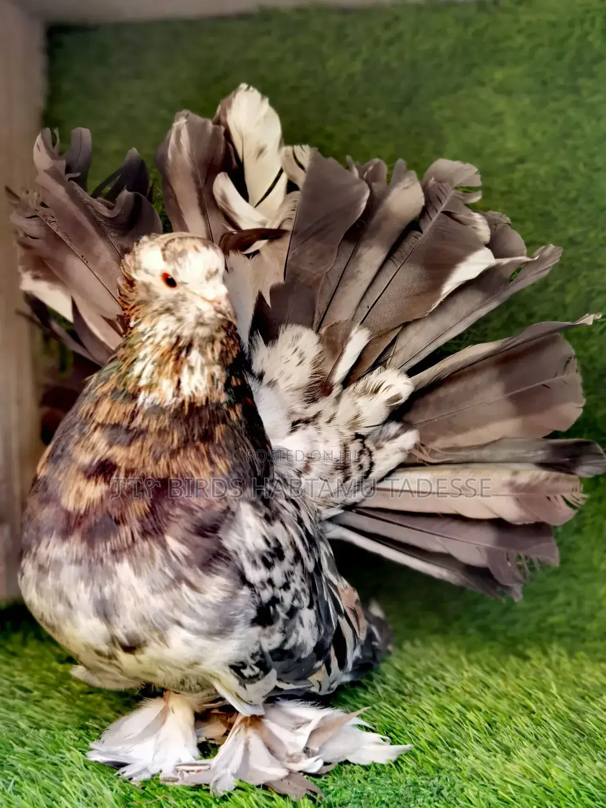 Jumbo Size Almond Indian Fantails